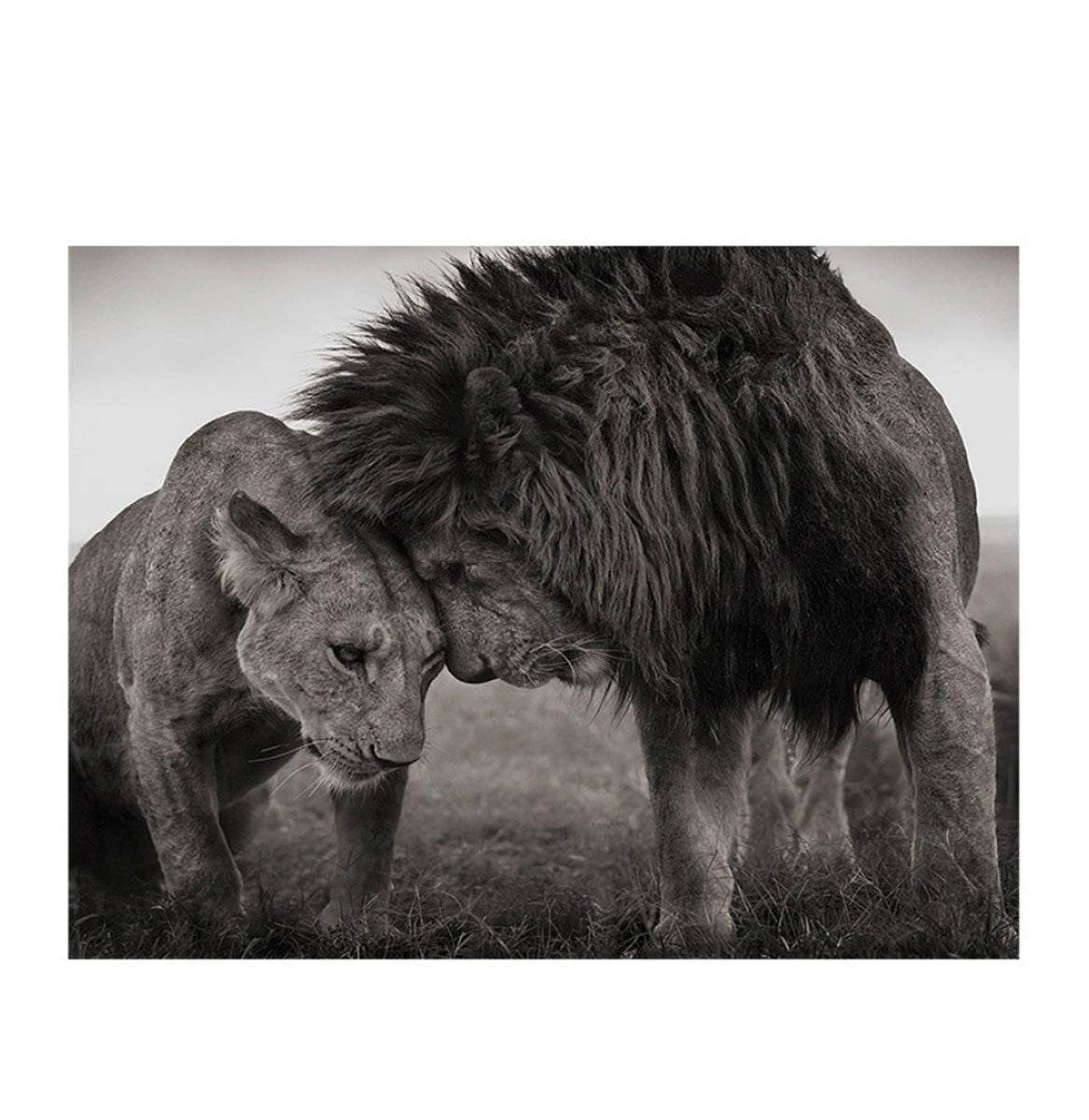 TPFLiving Poster Leinwand / Verliebtes Löwenpaar / Motiv in verschiedenen Größen - OHNE Rahmen - Modell FB086