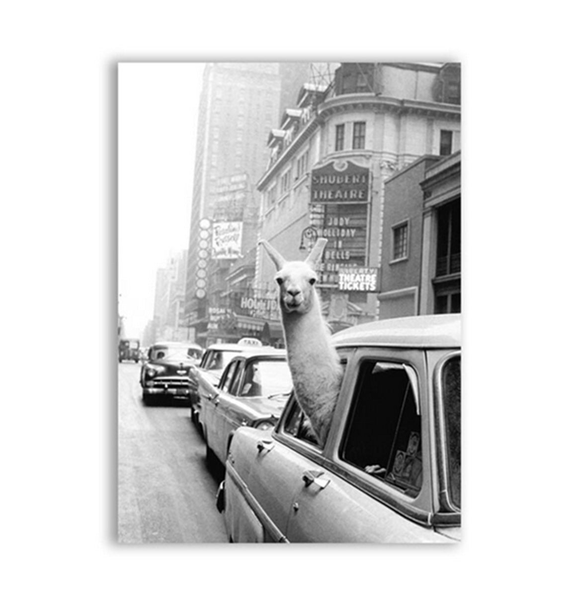 TPFLiving Poster Leinwand / Lustiges Lama in New Yorker Taxi in schwarz und weiß / Motiv in verschiedenen Größen - OHNE Rahmen - Modell FB038